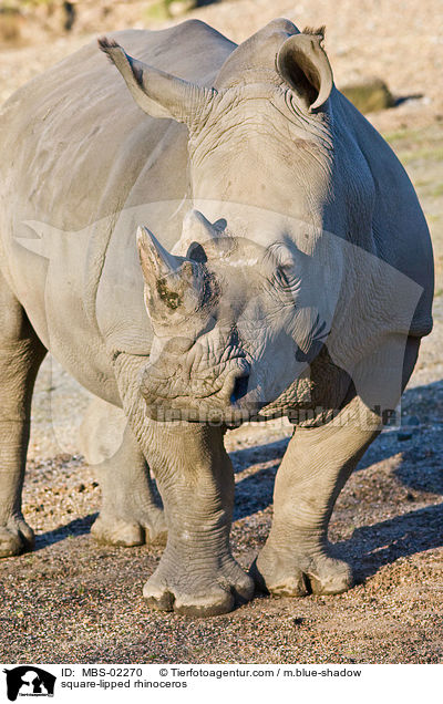 square-lipped rhinoceros / MBS-02270