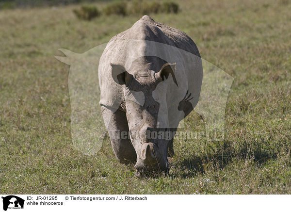 white rhinoceros / JR-01295