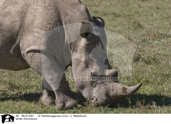 white rhinoceros / JR-01297