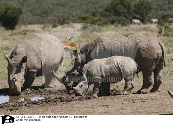 white rhinoceroses / JR-01300