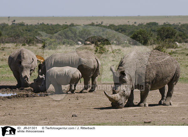 white rhinoceroses / JR-01301