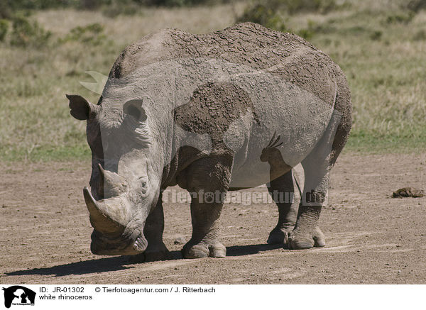 white rhinoceros / JR-01302