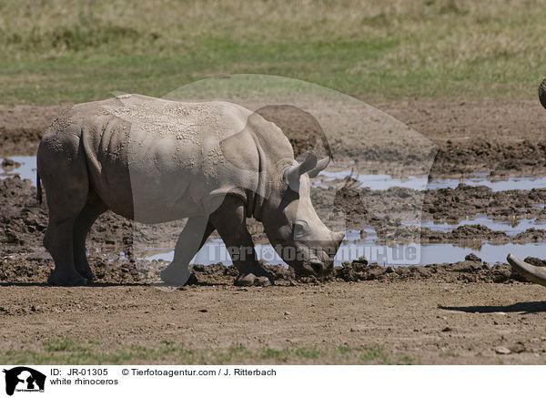 white rhinoceros / JR-01305