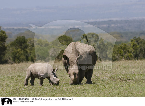 white rhinoceroses / JR-01316