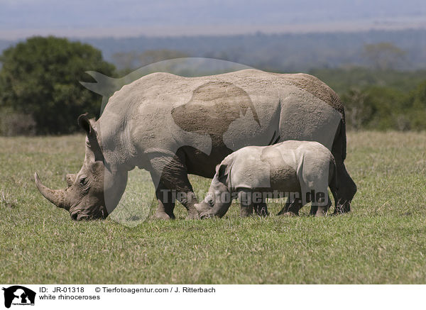 white rhinoceroses / JR-01318