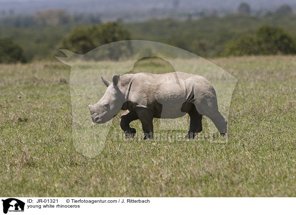 young white rhinoceros / JR-01321
