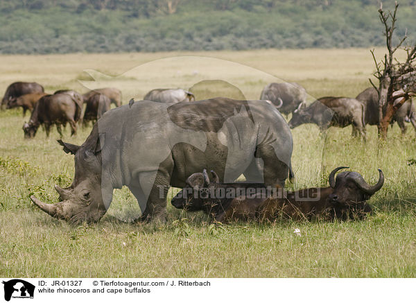 white rhinoceros and cape buffalos / JR-01327