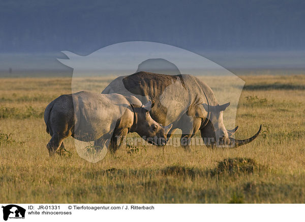 white rhinoceroses / JR-01331