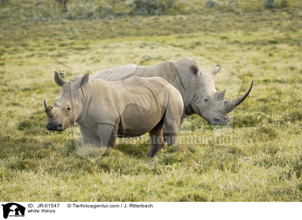 white rhinos / JR-01547