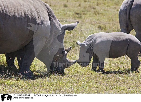 white rhinoceroses / MBS-02787