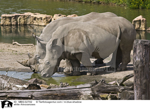 white rhinoceroses / MBS-02792