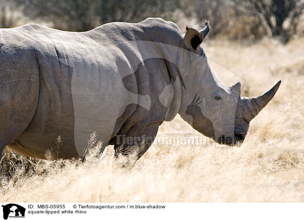 square-lipped white rhino / MBS-05955