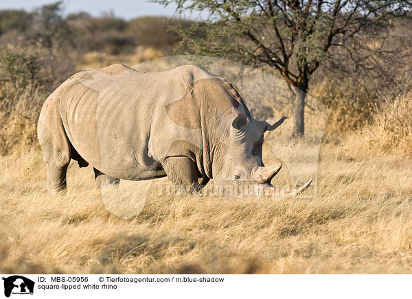 Breitmaulnashorn / square-lipped white rhino / MBS-05956