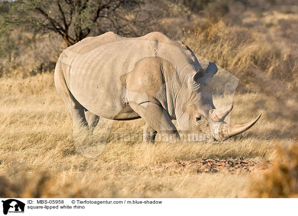 Breitmaulnashorn / square-lipped white rhino / MBS-05958