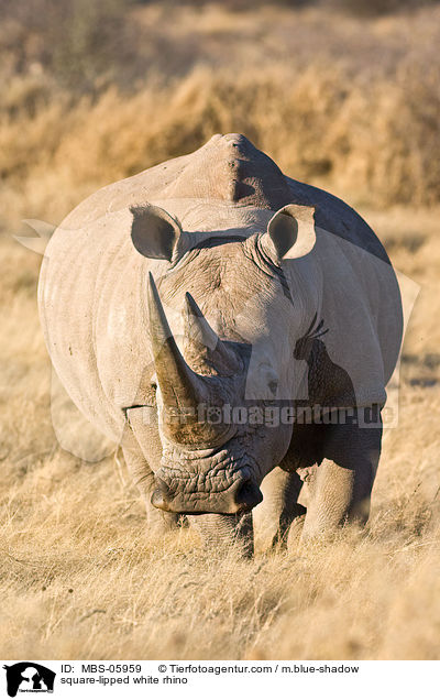 Breitmaulnashorn / square-lipped white rhino / MBS-05959