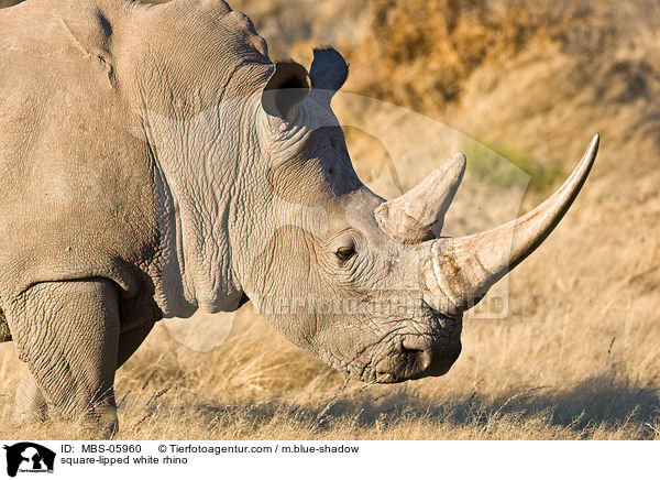 Breitmaulnashorn / square-lipped white rhino / MBS-05960