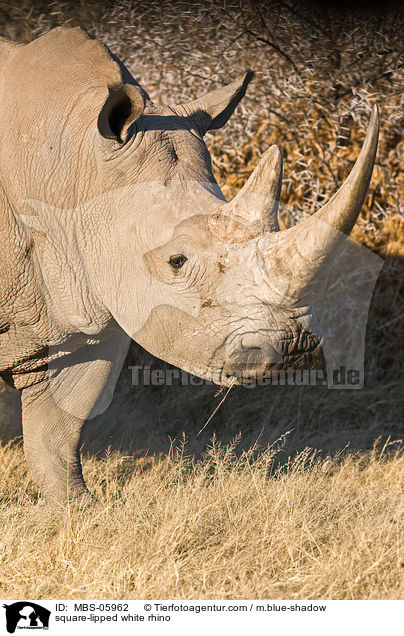 square-lipped white rhino / MBS-05962
