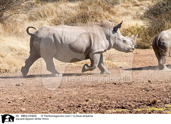 square-lipped white rhino / MBS-05966