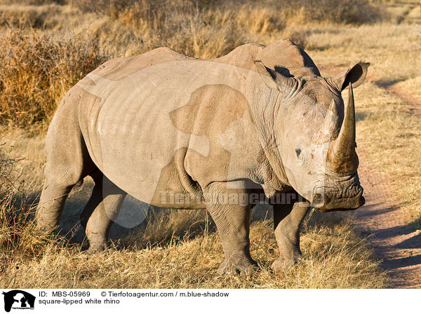 Breitmaulnashorn / square-lipped white rhino / MBS-05969
