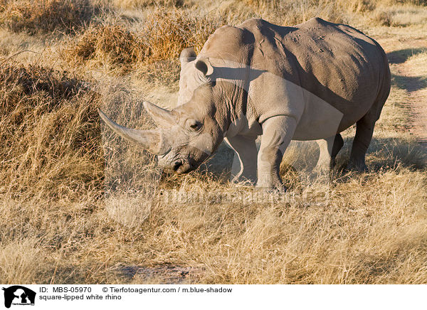 square-lipped white rhino / MBS-05970