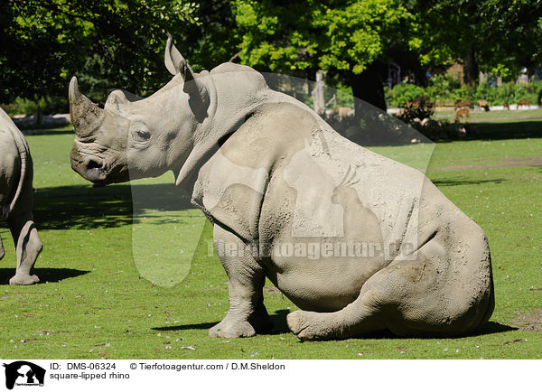 square-lipped rhino / DMS-06324
