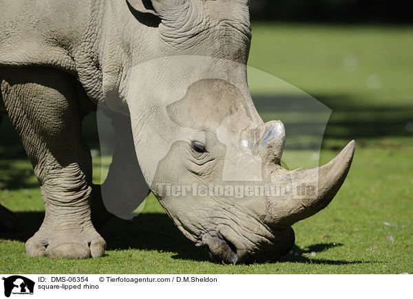 square-lipped rhino / DMS-06354