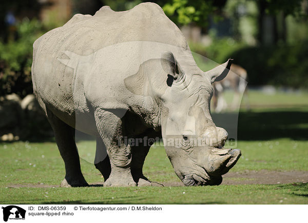square-lipped rhino / DMS-06359