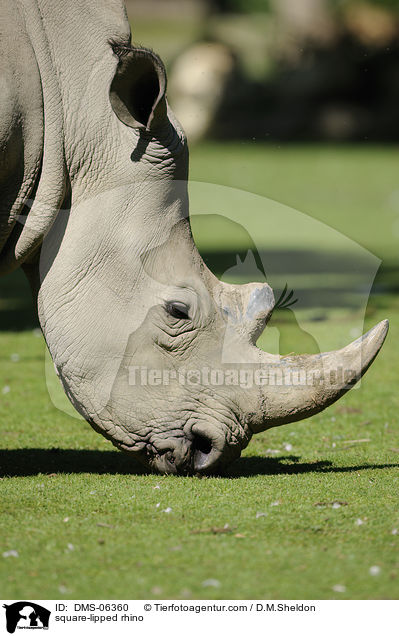 Breitmaulnashorn / square-lipped rhino / DMS-06360