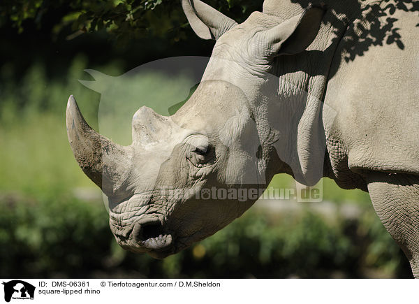 square-lipped rhino / DMS-06361