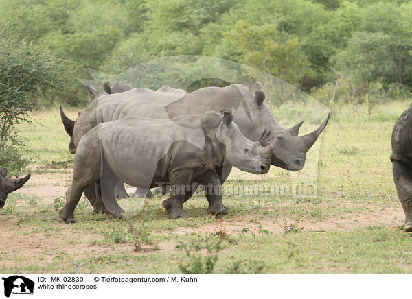 white rhinoceroses / MK-02830