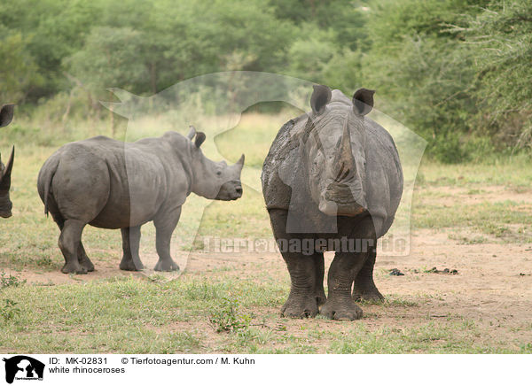 Breitmaulnashrner / white rhinoceroses / MK-02831