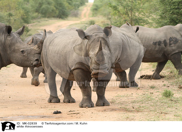 white rhinoceroses / MK-02839