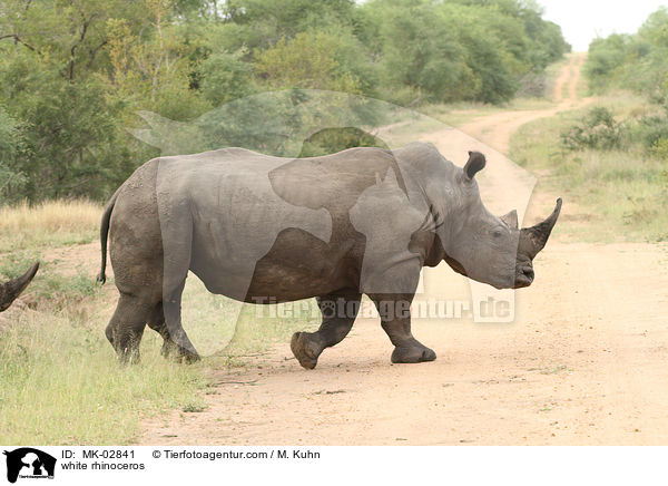 white rhinoceros / MK-02841