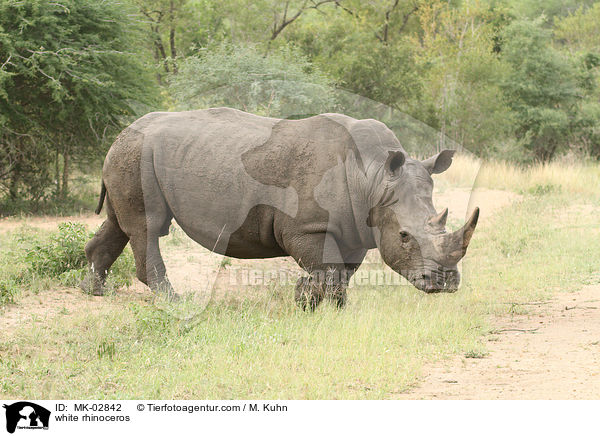 white rhinoceros / MK-02842
