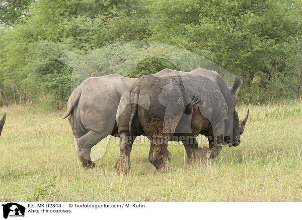 Breitmaulnashrner / white rhinoceroses / MK-02843