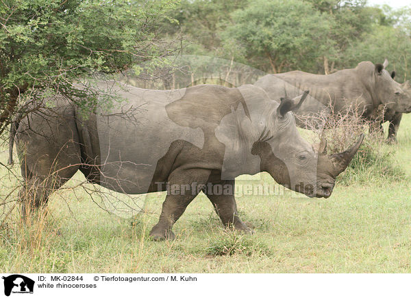 white rhinoceroses / MK-02844