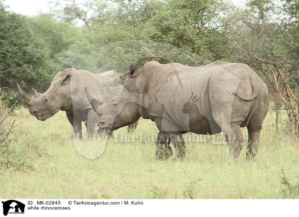 white rhinoceroses / MK-02845