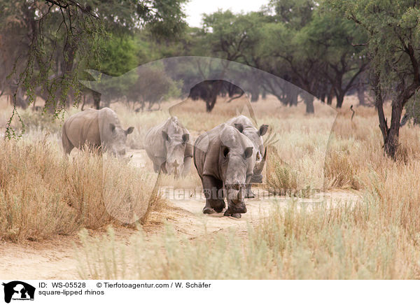 Breitmaulnashrner / square-lipped rhinos / WS-05528