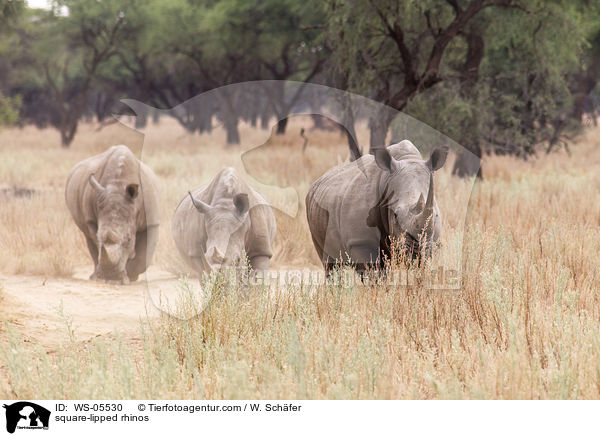 square-lipped rhinos / WS-05530