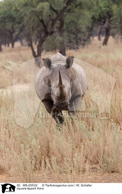Breitmaulnashorn / square-lipped rhino / WS-05532