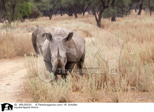 Breitmaulnashrner / square-lipped rhinos / WS-05533