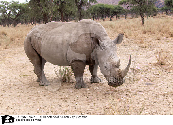 Breitmaulnashorn / square-lipped rhino / WS-05535