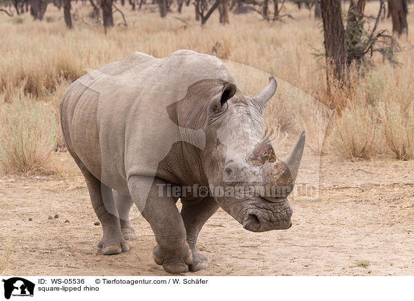 square-lipped rhino / WS-05536