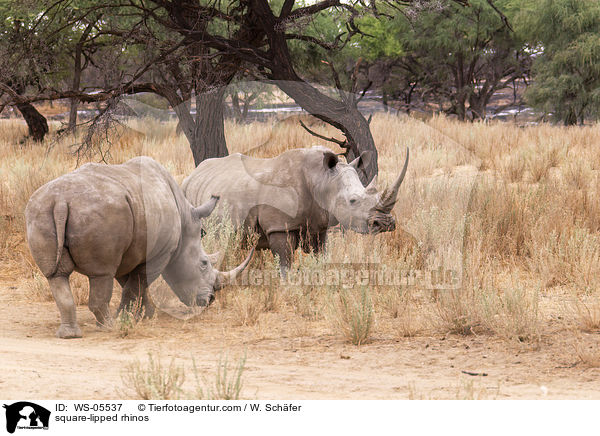 Breitmaulnashrner / square-lipped rhinos / WS-05537