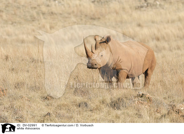 Breitmaulnashorn / white rhinoceros / DV-02991