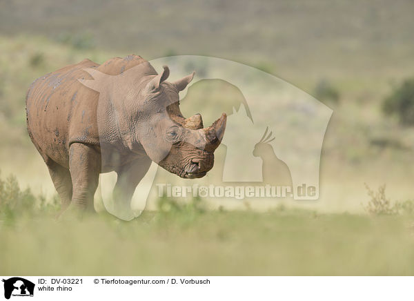 white rhino / DV-03221