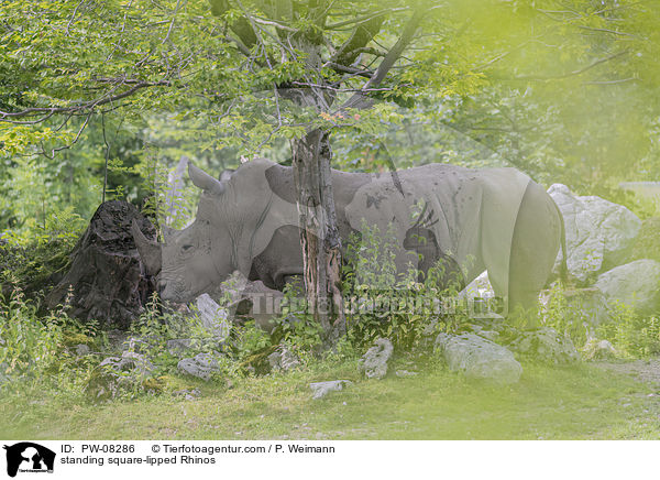 stehendes Breitmaulnashorn / standing square-lipped Rhinos / PW-08286