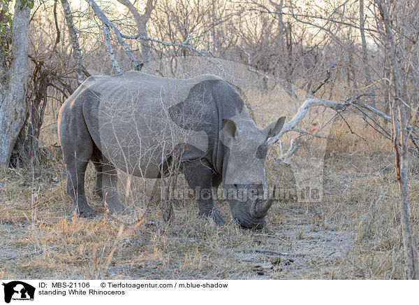 standing White Rhinoceros / MBS-21106