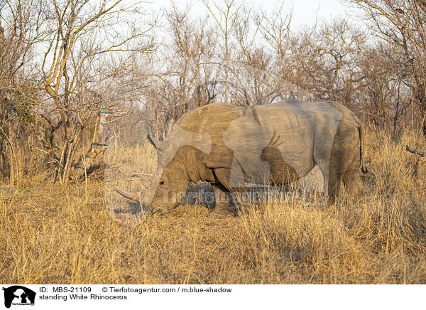 standing White Rhinoceros / MBS-21109