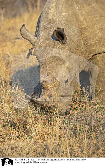 stehendes Breitmaulnashorn / standing White Rhinoceros / MBS-21112